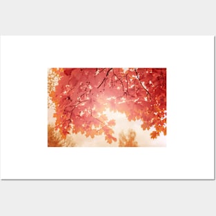 Soft red maple leaves in autumn season Posters and Art